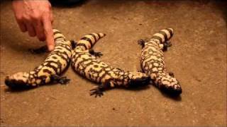 Banded Gila Monsters Heloderma Suspectum Cinctum [upl. by Sitnik113]