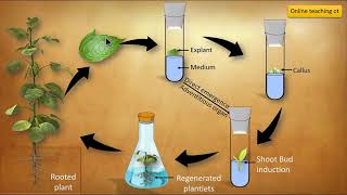 Organogenesis and Embryogenesis  Tissue culture in hindi [upl. by Ken]