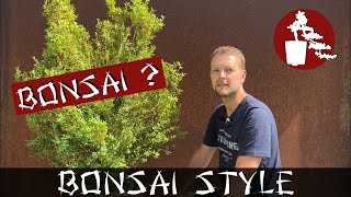 Buchsbaum als Bonsai  Buxus sempervirens  075 Bonsai Style [upl. by Aitram]