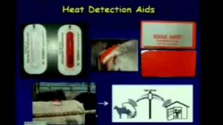 Synchronizing Estrous Heat Detection and AI [upl. by Anahc]