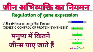 जीन अभिव्यक्ति का नियमन  regulation of gene expression  gene abhivyakti ka niyamon  biology ncert [upl. by Ahsinit]