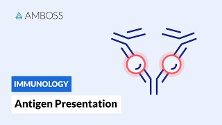 Antigen Presentation MHC Class I vs MHC Class II [upl. by Farant]