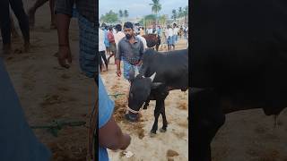 tn24sakthivlogs cow eruthukattulivetoday tn24 bull கிருஷ்ணகிரி மாவட்டம் குந்தாரப்பள்ளி [upl. by Cherise]