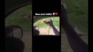 epic bear lol funny bruh meme memes trending subscribe bear capcut viralshorts shorts xd [upl. by Alrahs]