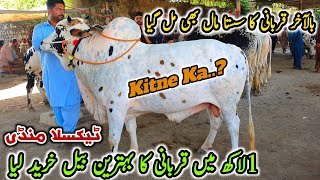 Today Taxila Mandi Latest Update 24 May 2024  Sasta Mall Naseeb Ka SodaQurbani Bakra Eid [upl. by Atoiyanap229]