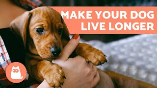 How to Make a Dog Live Longer  10 Tips [upl. by Burdelle40]