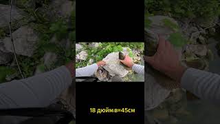 BASS FISHINGЛітній трофей BASS 45см shorts fishing lakelifeisthebestlife carpfishing [upl. by Reinhart]