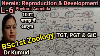 Nereis Reproduction amp Developments in NereisL6 BSc1st ZoologyTGTPGTGICDr KumudSTDBiology [upl. by Lladnew25]