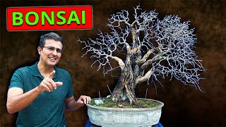 TRANSPLANTE DE MEGA BONSAI  Calliandra spinosa [upl. by Croft]