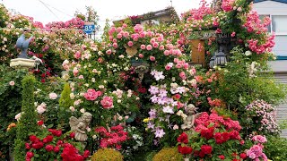 【Private Gardens】Summer gardens of Facilities in Japan 夏のオープンガーデン 分蜂 swarming rose [upl. by Kristal]