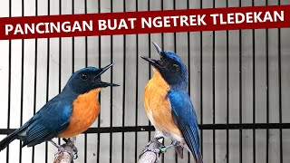 suara tledekan gunung gacor ngerol ‼️ masteran burung sulingan bakau cingcoang srdc kacer agar bunyi [upl. by Pengelly]