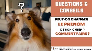 Peuton changer le prénom de son chien  Comment faire [upl. by Angelique396]