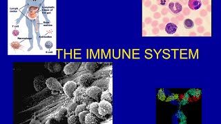 The Immune System [upl. by Paehpos258]