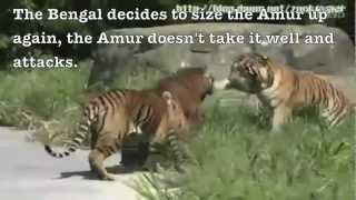 Siberian tiger vs Bengal tiger  Fighting techniques [upl. by Robbin49]