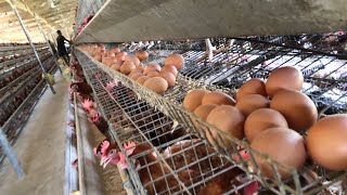 What You Need to know About Poultry Farming  What poultry farmers Are facing in Nigeria [upl. by Assek]