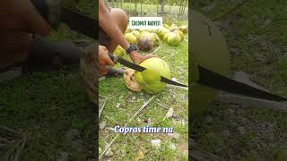 Copra time cebu countryside harvest coconut ahorts [upl. by Kassel]