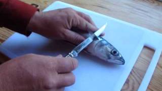 Opinel slimline filleting knife boning out fresh mackerel [upl. by Iad880]