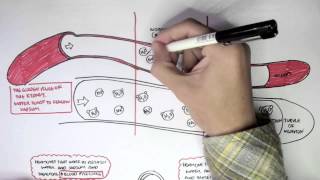 Part I  Regulation of Blood Pressure Hormones [upl. by Lebna183]