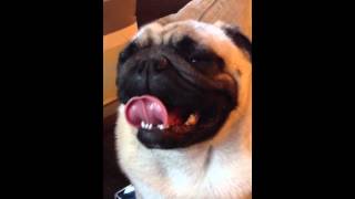 Pug breathing [upl. by Peony]