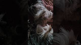 HAIRY HAIRLESS Chinese Crested Pippy Girl CUTE Funny Little Kicks [upl. by Soloma259]