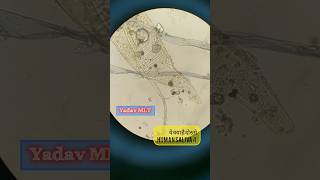 human saliva inside microscopelab labtechnician bloodtest pathology shortyadavmlt4652 [upl. by Zrike]