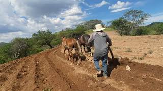 Asi se siembra en la mixteca poblana para ser precisos en H Galeana Acatlan De Osorio Puebla México [upl. by Eryt]