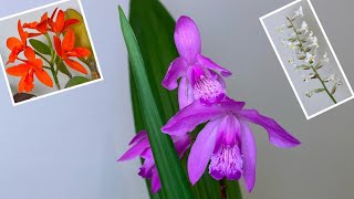 「22237」白芨兰【兰花词典55】Bletilla striata 顺便看一眼宝石兰金满意（静姐说花） [upl. by Dot]