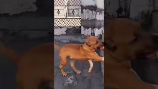 amstaff doglover pitbull rottweiler  shakshikennel [upl. by Molloy]