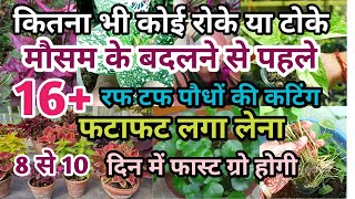 मौसम के बदलने से पहले 16 पौधों की कटिंग जरूर लगाना 100 फास्ट ग्रो होगी  plants grow by cutting [upl. by Ashbey]