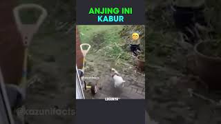 Anjing Takut Kucing shorts [upl. by Cain946]