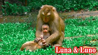 Luna monkey dont like Jenifer baby of Julie Closer with her baby Luno What happen [upl. by Sheepshanks]