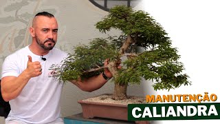 Recuperação do Bonsai de Calliandra Rosa  Manutenção [upl. by Alix]