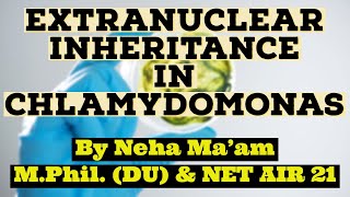 Extranuclear Inheritance In Chlamydomonas [upl. by Bashuk]