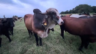 Mira las vacas que estan preñadas del toro gyr centenario [upl. by Jr]