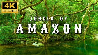 4K Amazon Rainforest Wildlife  Discover the Creatures That Inhabit the Jungle [upl. by Lledyr630]