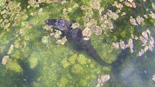 drone SURVIVES American Alligator in the Florida Keys [upl. by Lombardo]