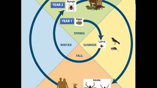 Hard tick life cycle [upl. by Appledorf]