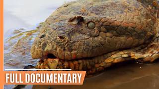 Deadly Encounter  Anaconda the Silent Predator  Full Documentary [upl. by Gamages]