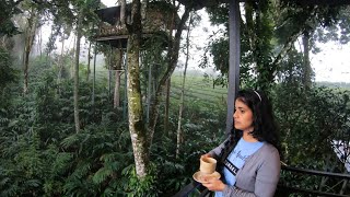 മഞ്ഞിൽ കുളിച്ച്  Dream Catcher Plantation Resort Munnar  Best Tree House Munnar  DotGreen [upl. by Ahsinna]