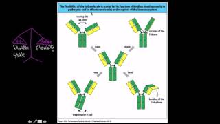 Immunology Isotypes of antibodies [upl. by Ojeibbob]