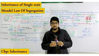 Law of segregation  Monohybrid cross detailed explanation  Chapter Genetics  Inheritance [upl. by Earized]