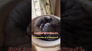 ハンモックでアンモニャイト❤️ Ammonite in a hammockshortscatcatscatlove猫おもしろ猫動画 [upl. by Almire]