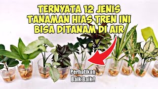 22 Tanaman Yang Selalu Berbunga Tanpa Jeda Sepanjang Masa  Continued Flowering Plants [upl. by Ellan]