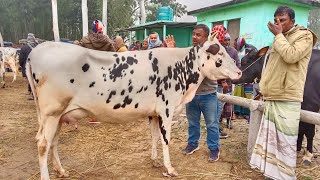 কাচা বয়সের ফ্রিজিয়ান প্রেগন্যান্ট বকনার দাম  ৫৯ মাসের ফ্রিজিয়ান গাভীর দাম  আমবাড়ী গরুর হাট [upl. by Pond416]