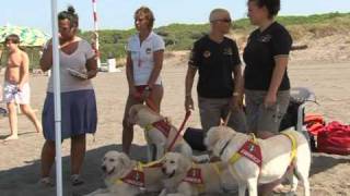 Dog lifeguards on the lookout on Italys beaches [upl. by Onitnelav]