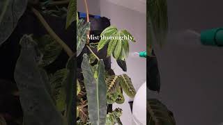 how to prevent spider mites  release predatory mites regularly plantcare asmr [upl. by Derriey]