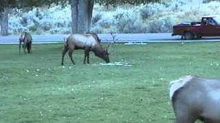 Bull Elk Ramming Cars in Yellowstone [upl. by Nnylylloh]