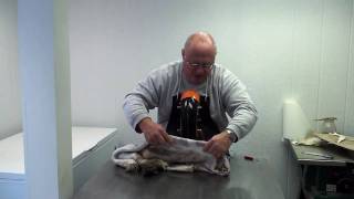 John Griffith Using the SampS Tool Fleshing Machine  Part 1 [upl. by Dever]