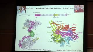 Mechanism of Motility by MicrotubuleBased Motor Proteins [upl. by Esch]