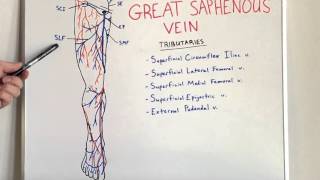 Great Saphenous Vein  Anatomy Video for Medical Students  USMLE Step 1 [upl. by Chrisy]